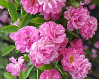 ACHETEZ-EN 3, OBTENEZ-EN 3 GRATUITS Peggy Martin Climbing Rose - Boutures fraîches de 7 à 8 po.