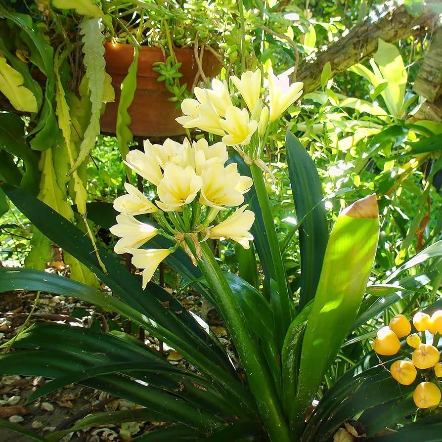 LAST ONE - Belgian  Hybrid Yellow Clivia - Shade Vibrant Yellow Blooms Clivia miniata 'Belgian Hybrid Yellow'