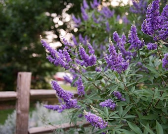 Vitex Chaste Tree - purple blooming  Southern Living Outdoor Plant Low Maintenance