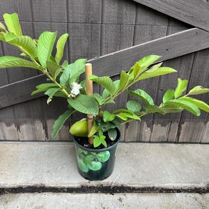 Pink Guava Plant - Tropical Exotic Delicious