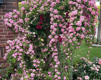 Pink Peggy Martin Climbing Rose  - Rooted Plant - blooms pink heirloom flowers -approximately 2 ft tall