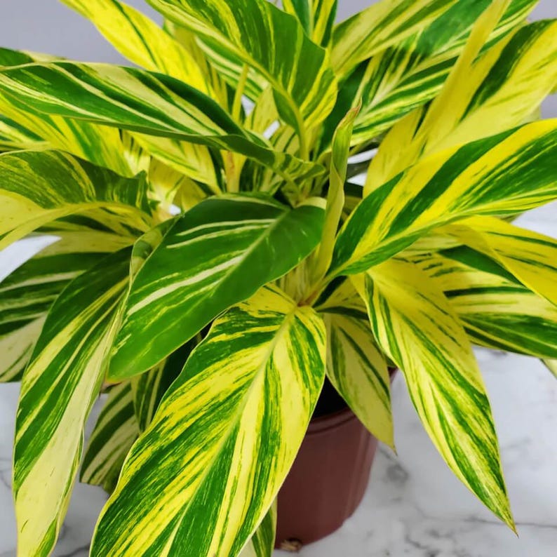 SuperSourceUSA Shell Ginger Rhizome