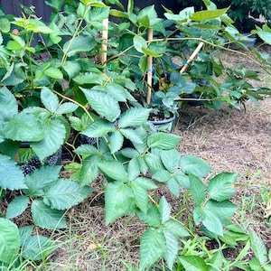 Blackberry Osage Thornless Vine Plant  Edible Fruit Beautiful Live and Mature