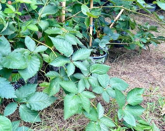 Thornless Blackberry Vine Plant: Live, Mature, Edible Fruit