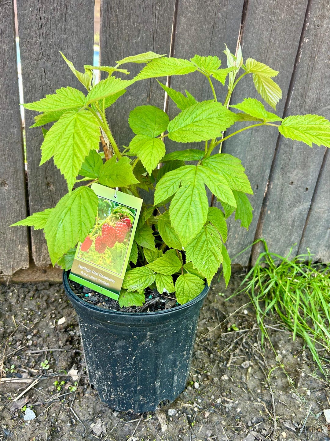 Red Raspberry Plant : Live, Mature, Edible Fruit - Etsy