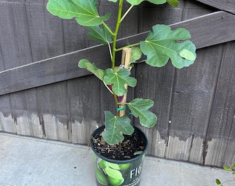 Mature Fig Tree Edible Fruit Beers Black Fig Beautiful Live and Healthy