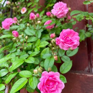 May include: A pink rose bush with several pink roses in bloom. The bush is growing against a red wooden fence.