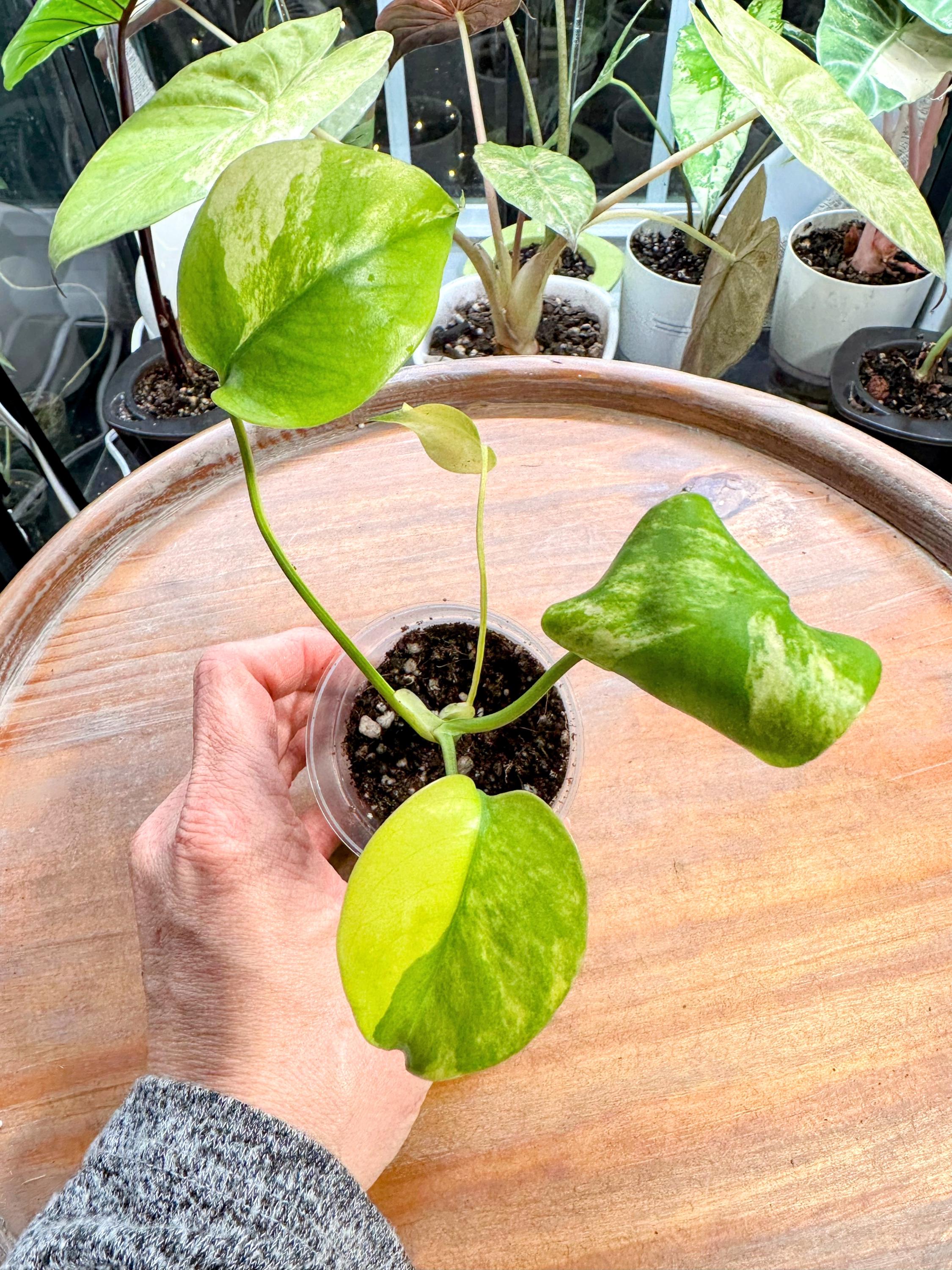 Monstera Yellow Marilyn - Etsy