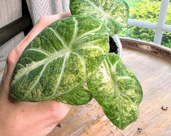 Alocasia Ninja Tricolor Variegated 4” - US SELLER - Etsy