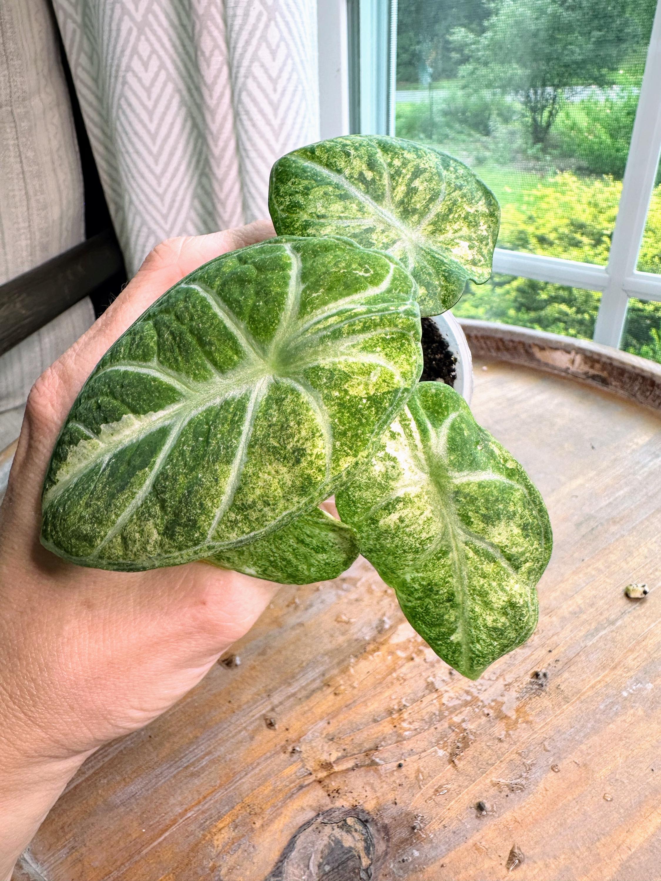 Alocasia Ninja Tricolor (TC) 【8-4】 Alocasia Ninja Tricolor Variegated Tissue Culture - High