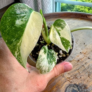 Monstera Crème Brulee