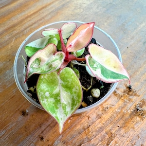 Philodendron Billietiae Variegated