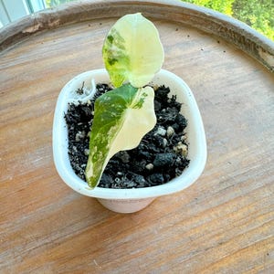 Alocasia Black Velvet Pink