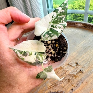 Alocasia Black Velvet Pink