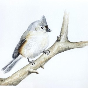 Twiggy Titmouse - Giclee Fine Art Print