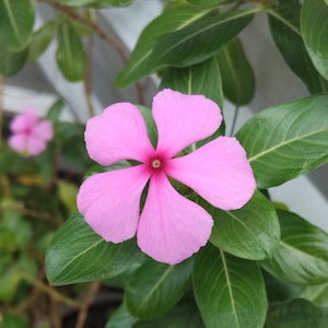 Rare Pink Vinca 20 Samen Rosa Periwinkle Samen Non-Gmo Heirloom Blumensamen einfach Wachsen