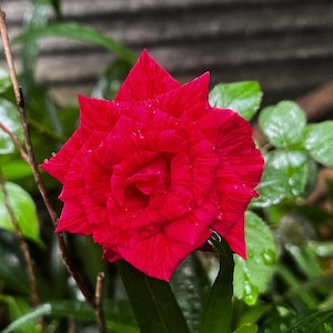20 Red Climbing Rose Seeds – Rare Heirloom Variety – Non-GMO, Vining Roses for Trellis, Pergola, Fence, Stunning Blooms