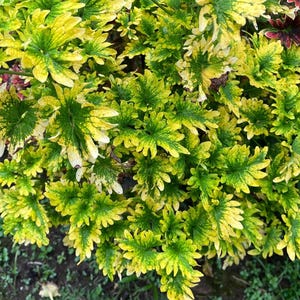 Rare 100 Seeds Chrysanthemum-Like Yellow Coleus Seeds with Green Center Non-GMO Easy Grow