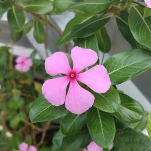 Rare Pink Vinca 20 Samen Rosa Periwinkle Samen Non-Gmo Heirloom Blumensamen einfach Wachsen