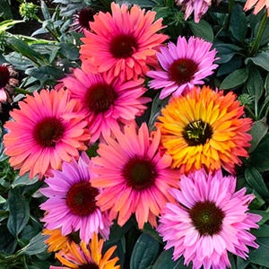 50 Sunseeker Rainbow Coneflower Seeds | Echinacea Perennial Flowers | Non-GM