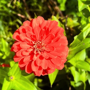 300 Orange Zinnia Seeds – Easy Summer Annuals – Bright Cut Flowers, Fast-Growing Blooms, Long-Lasting Garden Color