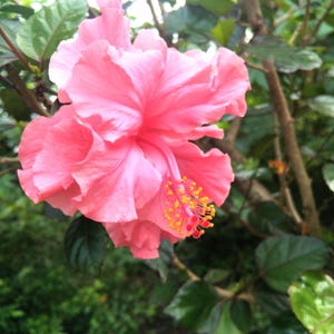 Rare 50 Seeds Giant Double Hibiscus Seeds Non-GMO Easy Grow Fast Ship