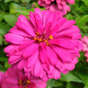 Rare 50 Seeds Zinnia Hummingbird RED Bees & Butterflies Non-GMO Easy Grow