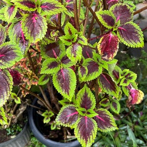 Rare 50 graines Janpanse Seed Coleus Rainbow Dragon Seed Plante à feuillage Sans OGM Culture facile