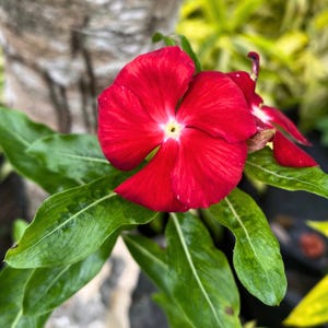 Vinca Virtuosa Raspberry Seeds 25 Vinca Flower Seeds Easy Annual Blooms, Garden Bedding Plant, Vibrant Pink Periwinkle