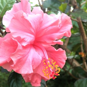 Rare 20 Seeds Giant Double Hibiscus Seeds Non-GMO Easy Grow Fast Ship