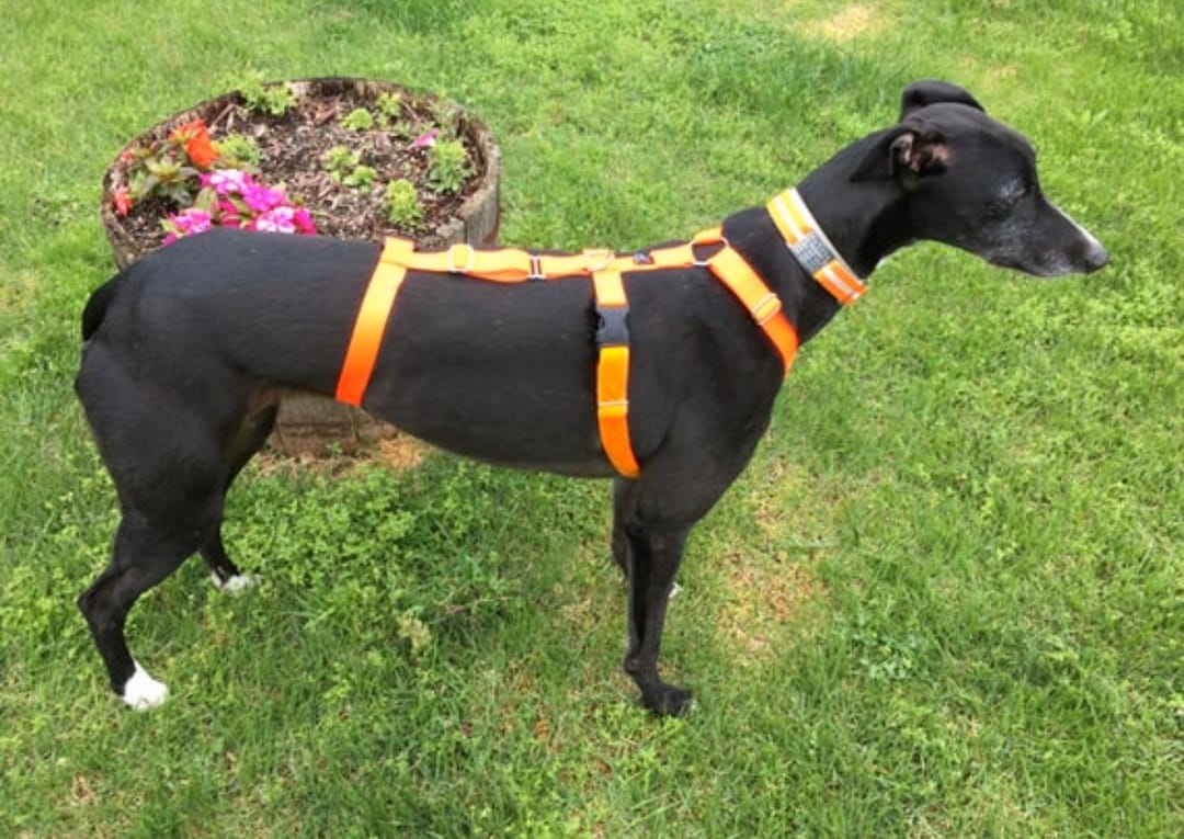 Car harness for greyhound Clearance