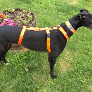 Houndstown Safety Banner Harness, 24 Colors, 1” Width, Nickel Hardware, For Greyhounds, Galgos, Whippets and more