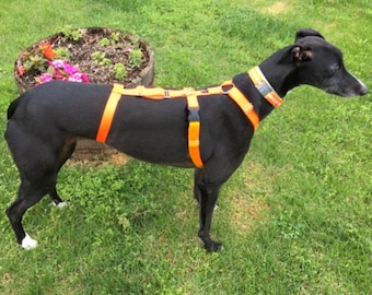 Houndstown Safety Banner Harness, 24 Colors, 1” Width, Nickel Hardware, For Greyhounds, Galgos, Whippets and more