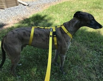 Houndstown CONVERTIBLE Safety Banner Harness, 24 Colors, 1” Width, Nickel Hardware, For Greyhounds, Galgos, Whippets and more