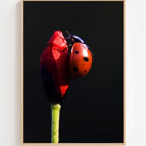 May include: A framed print featuring a ladybug on a red flower bud against a black background. The ladybug is orange with black spots. The flower stem is green, and the frame is a light wood color.