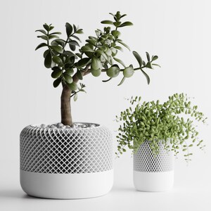 Puede incluir: Dos plantas en maceta con hojas verdes. La planta más grande tiene un tronco marrón y está en una maceta blanca con un diseño de celosía. La planta más pequeña está en una maceta blanca similar. Las macetas tienen una base blanca sólida.