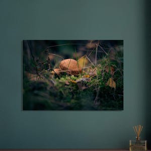 Fine Art  Print Poster - Mushroom Dreams - Vibrant Nature Photography