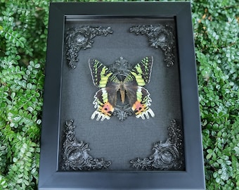 Ejemplar de mariposa real enmarcado en caja de sombras gótica, decoración de historia natural, arte mural de estética oscura, regalo único para Halloween o Navidad.