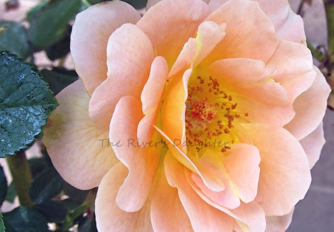 Pink Rose Photography: 5x7 Matted Floral Art Print - Etsy