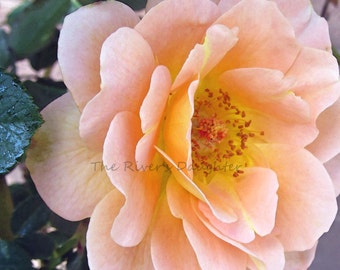 Pink Rose Photography: 5x7 Matted Floral Art Print