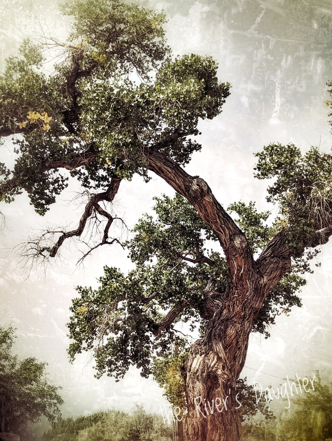 Cottonwood Tree Photograph: Matted Southwest Landscape Art (5x7) - Etsy