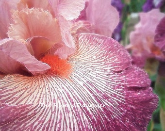 Pink Iris Flower Photograph: Matted Floral Wall Art (5x7)