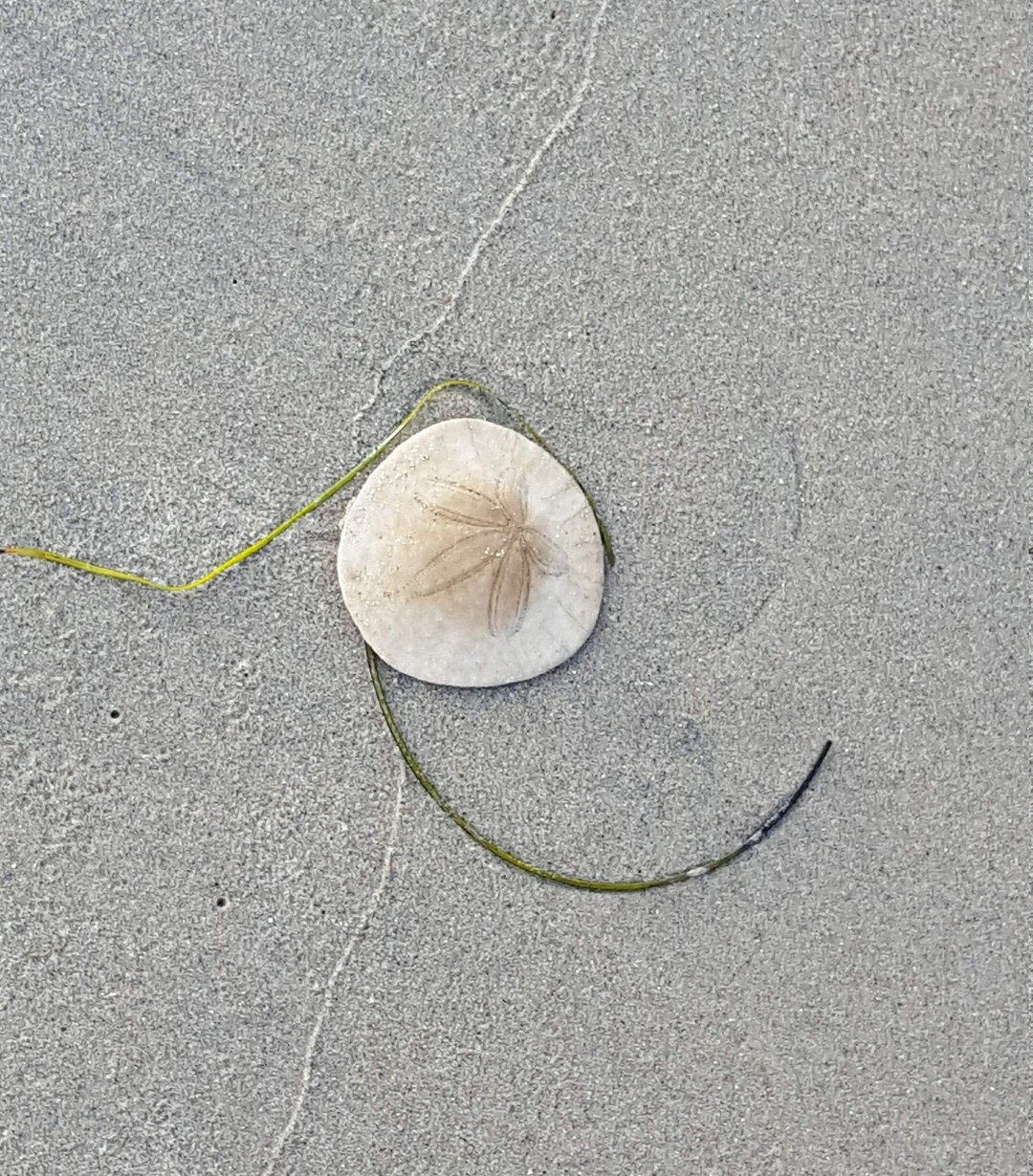 Beach Art Sand Dollar Mission Beach California Beach Art Etsy