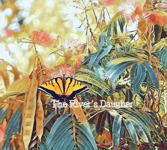 Swallowtail Butterfly on Mimosa Tree Butterflies Digital Art Print Nature Print 5 x 7 Matted Print