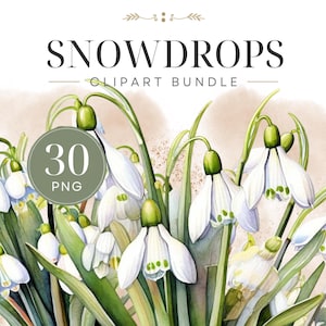 Könnte beinhalten: Aquarellillustration von Schneeglöckchen mit weißen Blütenblättern und grünen Stielen. Das Bild enthält den Text "SNOWDROPS CLIPART BUNDLE" und einen Kreis mit "30 PNG".
