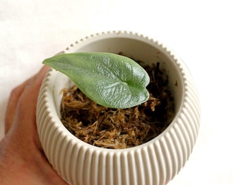 Alocasia 'Melo' starter plant - Live Tropical Plant - Baby plant, juvenile plant