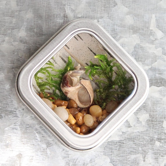 Nature Decor, Gift for Nature-Lover, Plant Magnet, Mini Ecosystem, Miniature Landscape, Birch Bark, Snail Shell, Natural Decoration