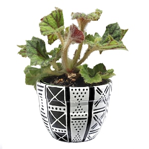 Puede incluir: Una pequeña planta en maceta con hojas verdes y un centro rojo. La planta está en una maceta de cerámica con estampado en blanco y negro. La maceta tiene un diseño geométrico.