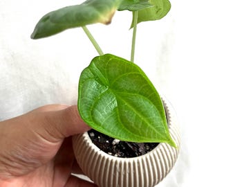Alocasia 'Silver Dragon' Plantlet - Tropical plant baby, starter plant