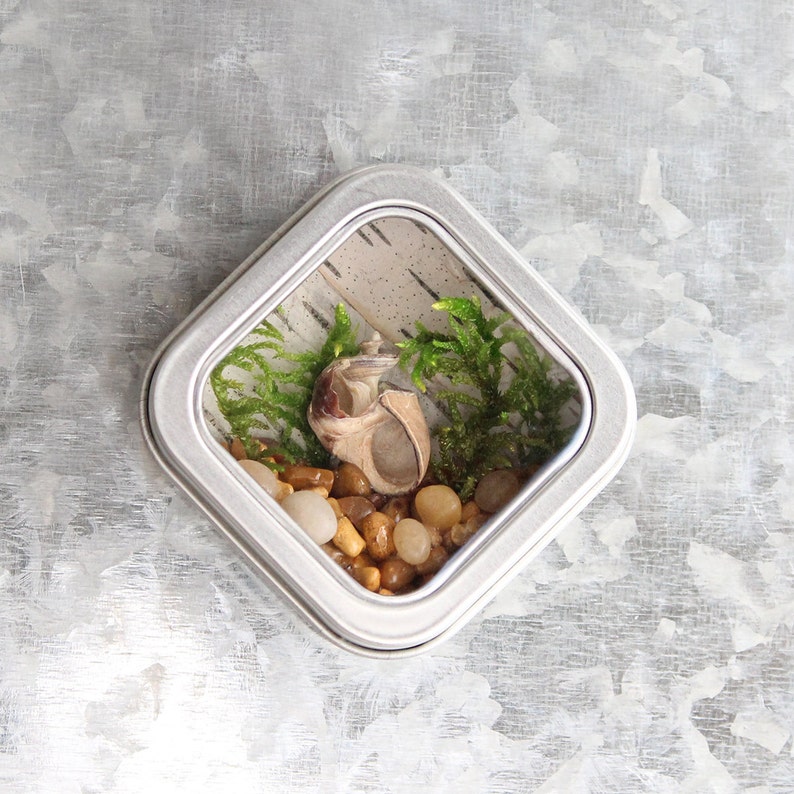May include: A small, square, silver tin with a glass window. Inside the tin is a miniature terrarium with green moss, small stones, and a seashell.